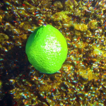 Popping lime studios
