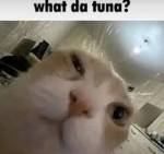 Família TEDD