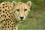 Team Cheetah