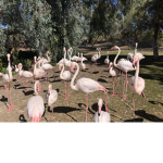 Flamingos_uwu