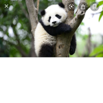 #PandaPanda