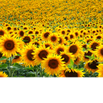 The Confused Sunflowers