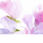 The FLOWER SQAUD OF HOOOOOOOOOOOOOOOOOOOOOOPE