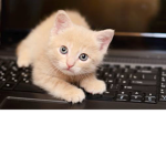 minou`s Team