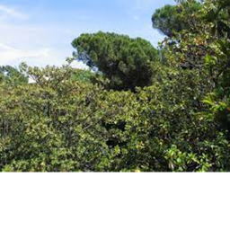 help forest