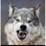 Wolf Ganga