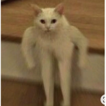 meow club :)
