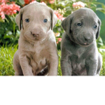 I LOVE PUPPYS AND DOGGYS