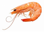 Prawn Studio