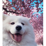 Aesthetic.Roblox.Group