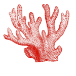 The Coral Foundation