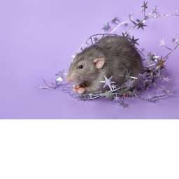 Rats hang out!