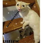 Køøl Shøøters