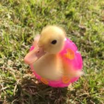 -Cool Ducks-
