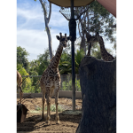The Amazing Giraffe Fan Group