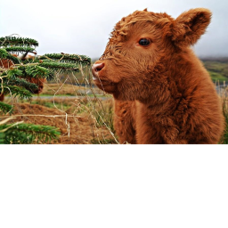 sunflower cows