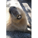 Capybara_studio