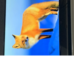 Join the fox clan!