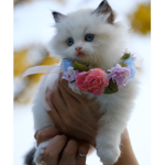 I like kitties mmm yeah