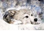Wolfie Wolves Productions