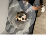 Pray for my dog he’s hurt plssss