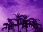 Rebex 247