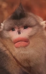 Very cute monkeys