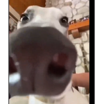 BIG BUDOOZ