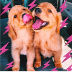 Dogs Are Really Best Friend