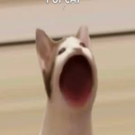 buffcat