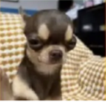 Chihuahua taco Bell