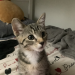 Join if you love cat or if you love baby kittens!