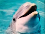 ~Lizzy's Dolphin Rescue~