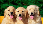 Animals lives matters