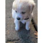 Ilovedogsok