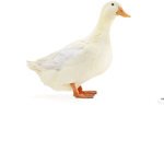 lil ducks