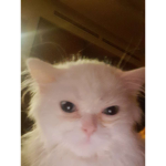 Biscuit_eater