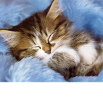 *~-Kittys forever-~*