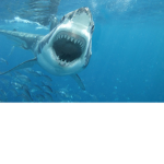 shark nation and more