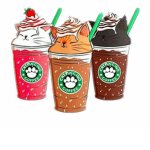 Splashcat group