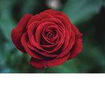 *-Roses-*
