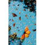 Aesthetic butterfly sqaud