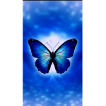 Taylor's Butterflies