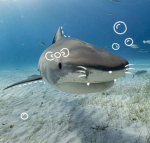 Silly sharkies ><