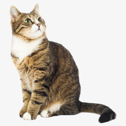 (测试)猫猫抢劫麦当劳