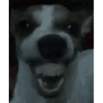 Googas hoogas