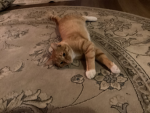 Raritey cat