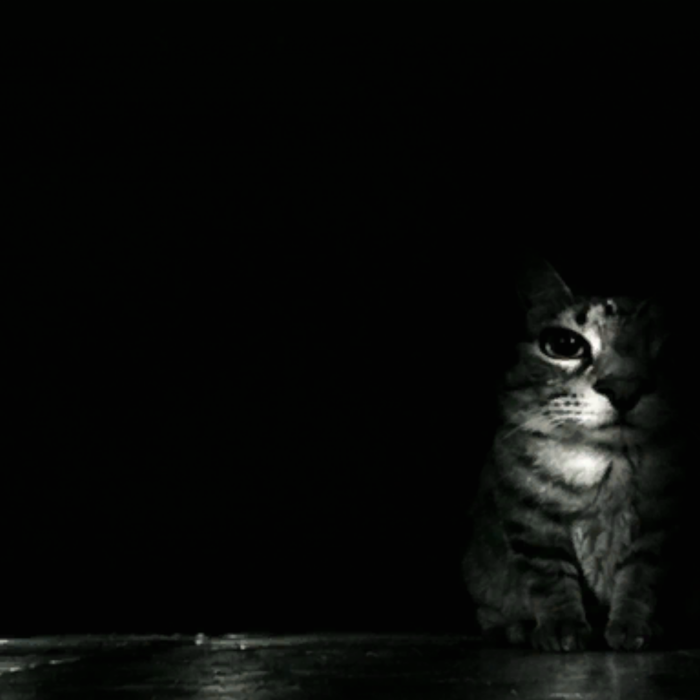 Silly Cute Staring Cat Dark Scary Meme Background