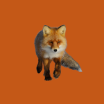 Jordyn Roblox Official Group