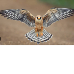 Military falcon